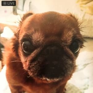 Meet your Posher, Susan